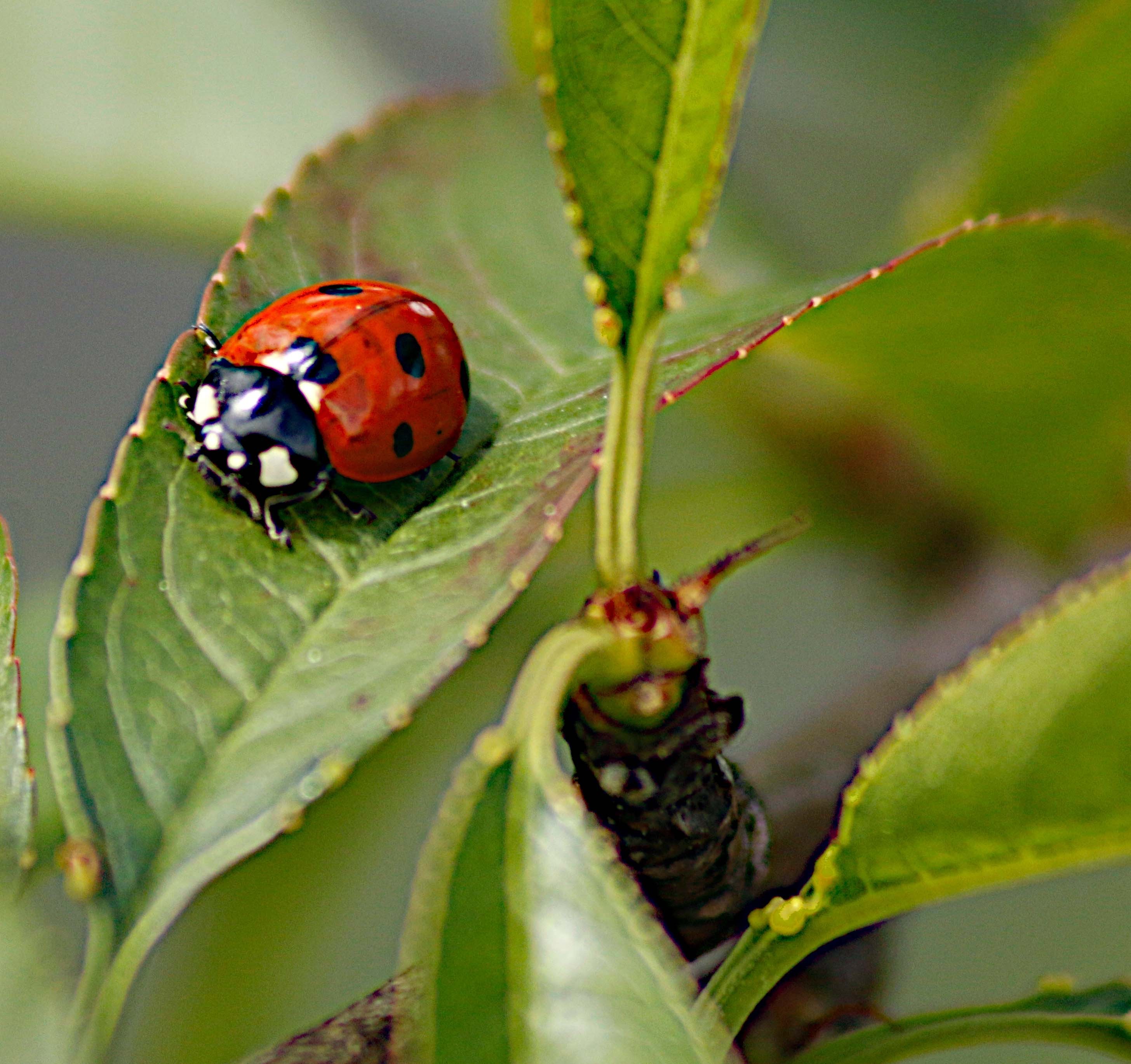 Coccinelle