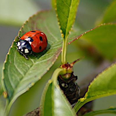 Coccinelle