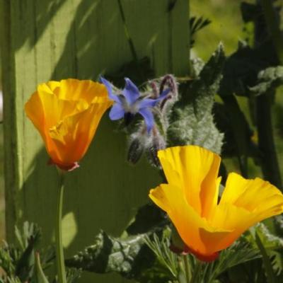 Dans un jardin de St Hilaire