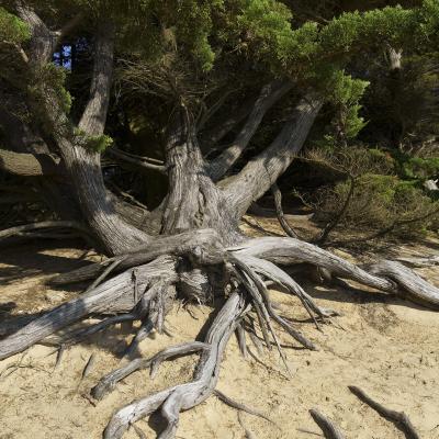 Arbre