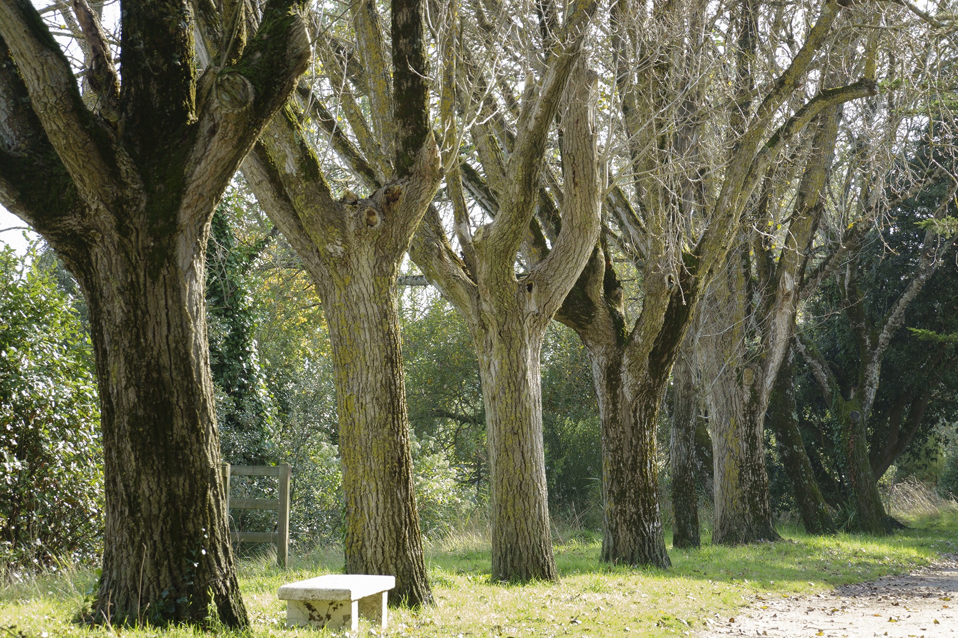 Rangée d'arbres