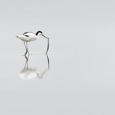 Avocette