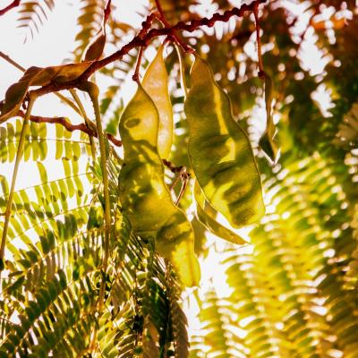 Albizia d'automne