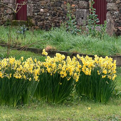 Jonquilles