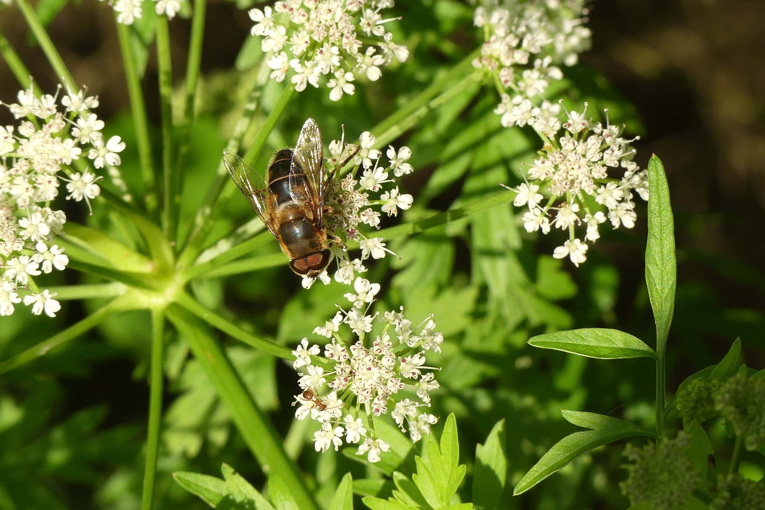 La mouche et la fourmi