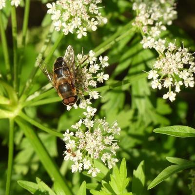 La mouche et la fourmi