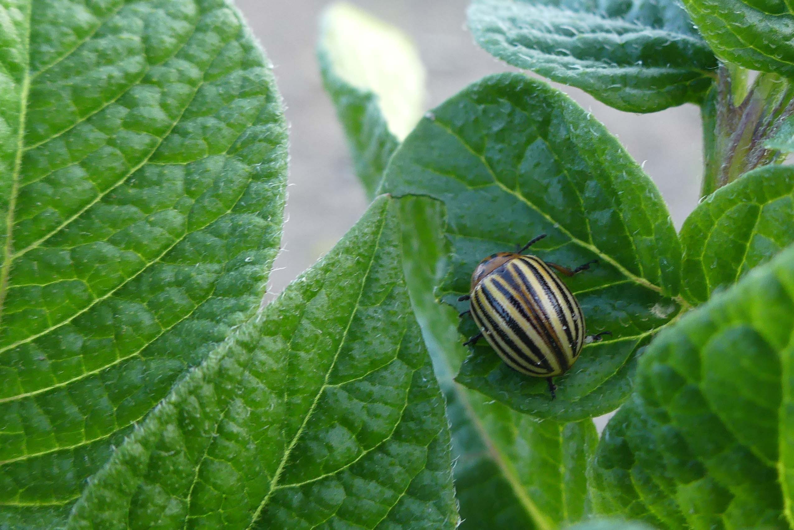 Doryphore sur plante hôte