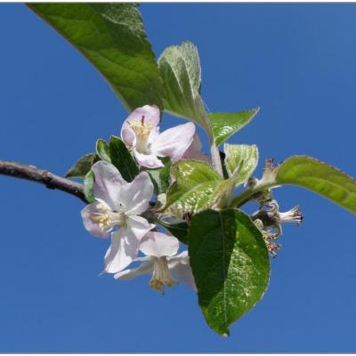 Fleurs de pommier