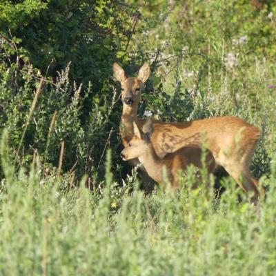 Rencontre fortuite