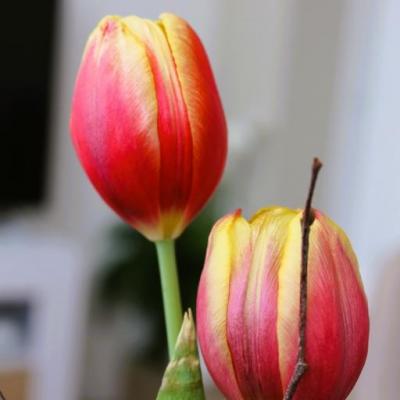 Tulipes