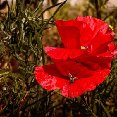 Joli coquelicot madame