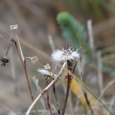 Fleur d hiver