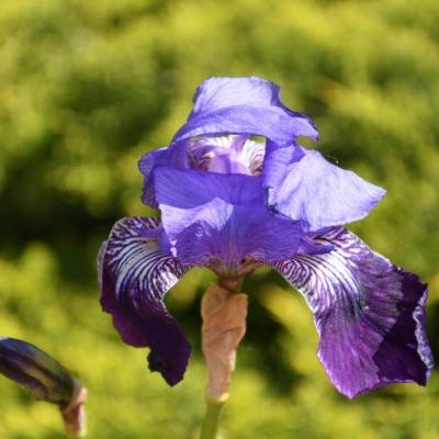 Iris