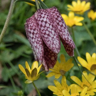 Une fleur